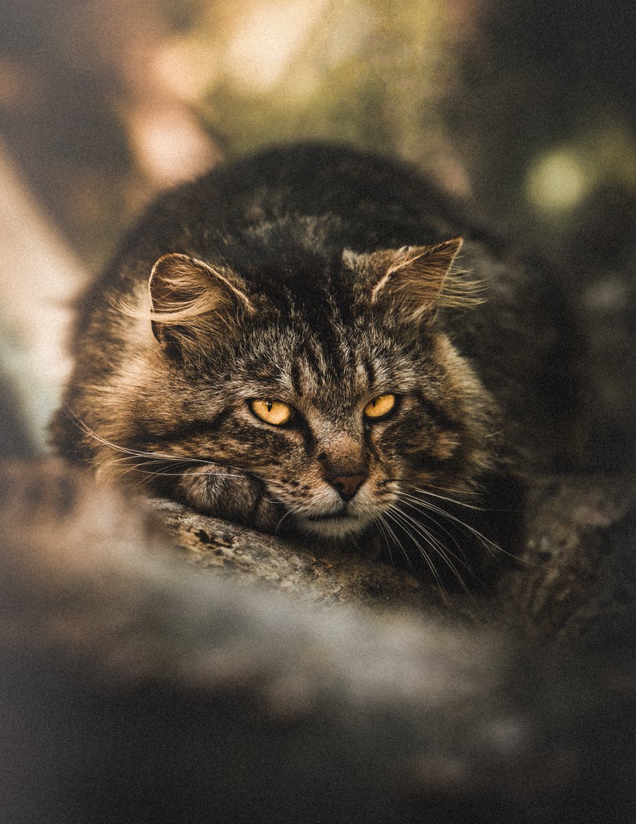 gm and happy #caturday from Vladimir 😼✨