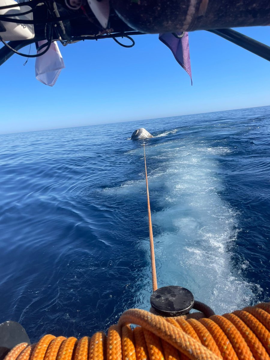 CruzRojaRMurcia's tweet photo. Activación de #LSPoniente para la retirada de una boya, a 5 millas al SE de #Mazarrón. Se hace firme y se remolca al puerto pesquero. #VHF16 #Seguridadnautica #sea #mareslimpios #112RM @salvamentogob @112rmurcia https://t.co/blwLSOPx0f