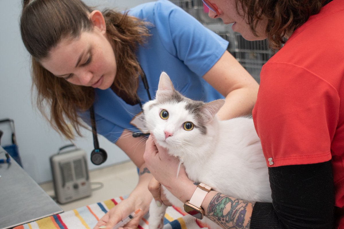 We believe all pets should be #VaccinatedAndLoved. 🐾 That's why we've committed to putting an end to life-threatening diseases and together, with partner orgs like @SPCAwake, we're hard at work to help make pet families and communities closer, stronger and healthier. 💜