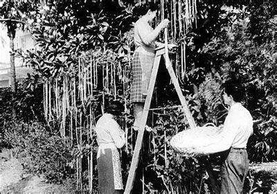 joey_engelman's tweet image. I never understood the ‘born in the wrong generation’ thing until I saw those folks harvesting their spaghetti trees. I get it now.