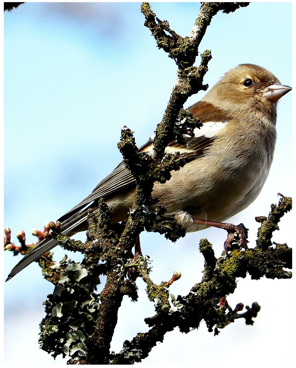 joemcneillphoto's tweet photo. The Robin, Dunnock and Common Female Chaffinch at Oxford Island Nature Reserve Lough Neagh Discovery Centre Co. Armagh Northern Ireland 📷🐦
#robin #dunnock #commonchaffinch https://t.co/wwQLxzndOo
