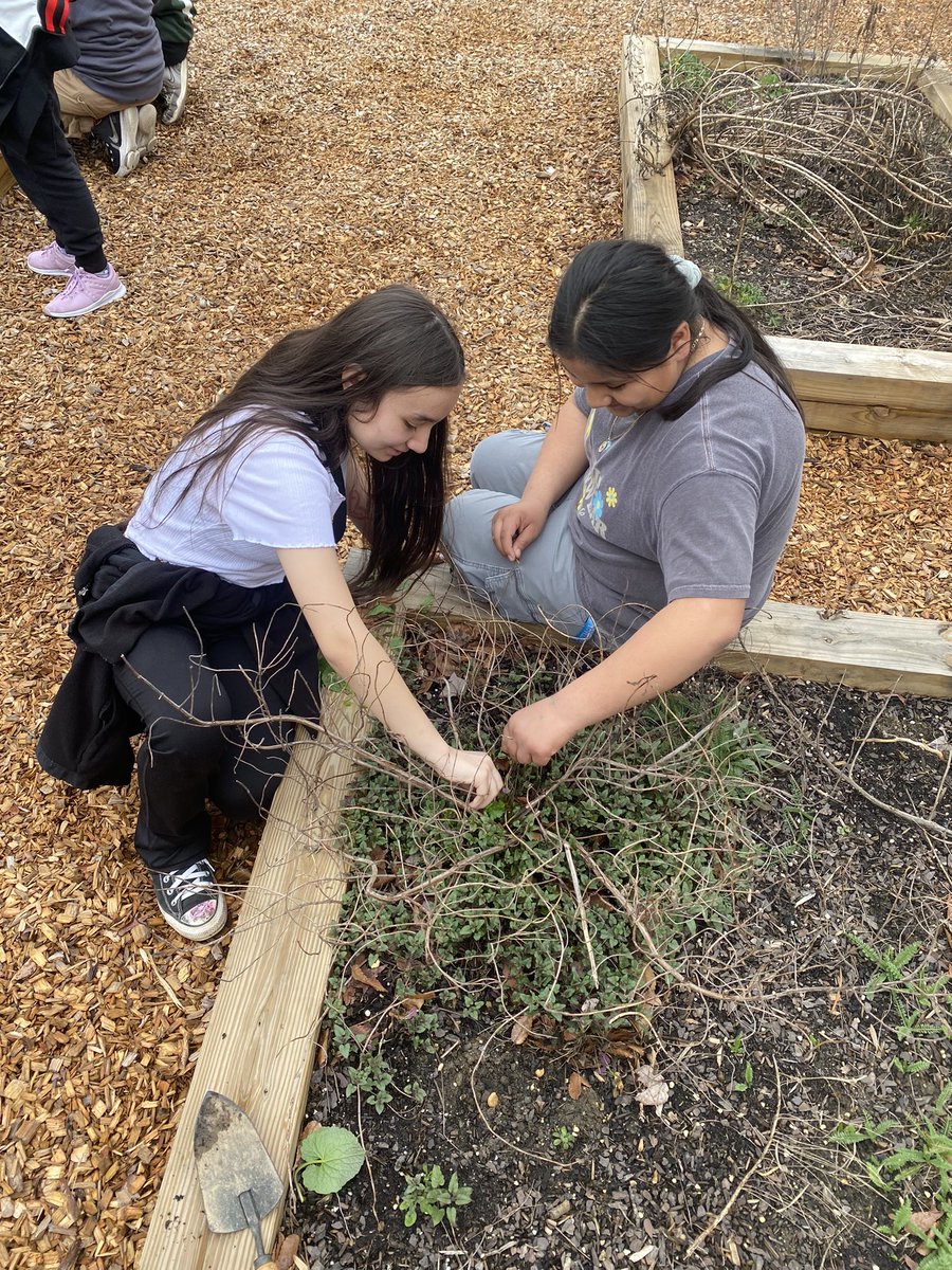 MHKProjectGreen's tweet photo. With rain on the way, we hustled to split apart and transplant our returning perennials.  How fun to see how a little attention can make one plant become two!  @EWRSDK12 https://t.co/oPstSCYZYX