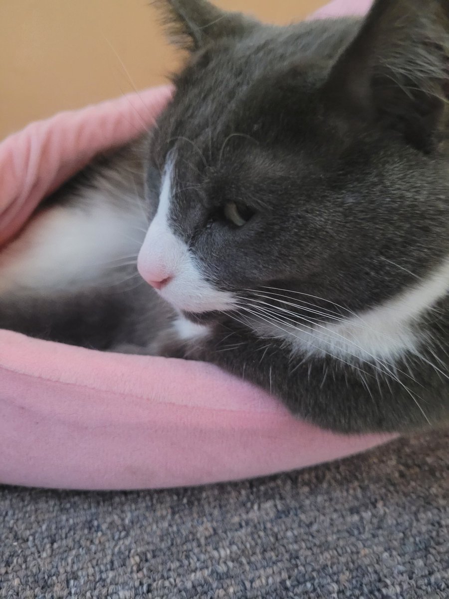 Happy Caturday everyone.  I'm spending it relaxing in my banana boat. How about you?