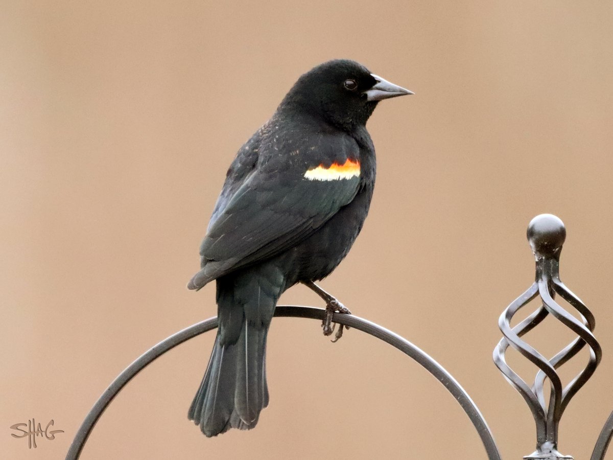 Backyard birds this morning. A very cute black-capped chickadee, and a rare-ish sight around here, a red-winged blackbird.
#iLikeBirds #ShagMountain