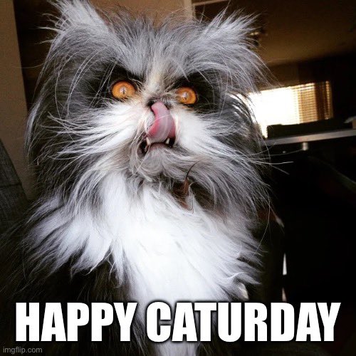 CSHorrorFactory's tweet image. I guess it’s #Caturday and this cat looks how I feel!  #Saturday