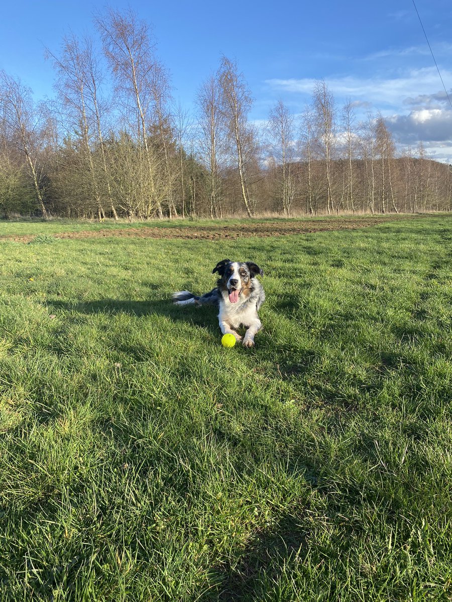 MissNicholson_'s tweet photo. Successful morning planting trees for @FradleyPrimary Forest School 🌱 followed by a successful afternoon walking Mr Dylan Dog in an established woodland area 🌲 #nature #forest #forestschool #wellbeing https://t.co/Wa71THQNAQ