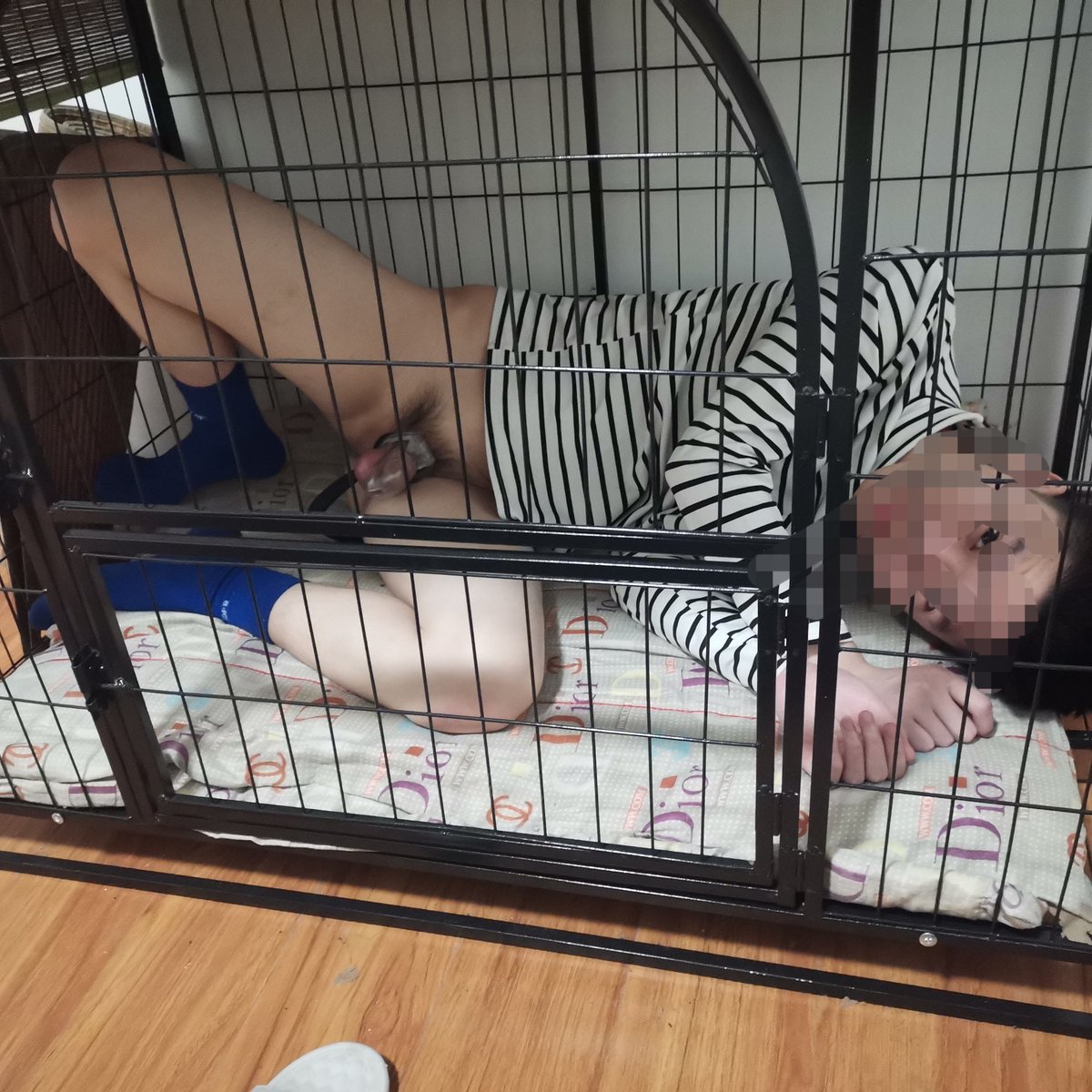 jingchuSSS's tweet photo. 遛狗结束一到家，🐶🐶就主动的钻进狗笼了……
欢迎点赞并转推！
武汉十堰随州荆门宜昌南阳荆州恩施…… https://t.co/FFbJezuz0E