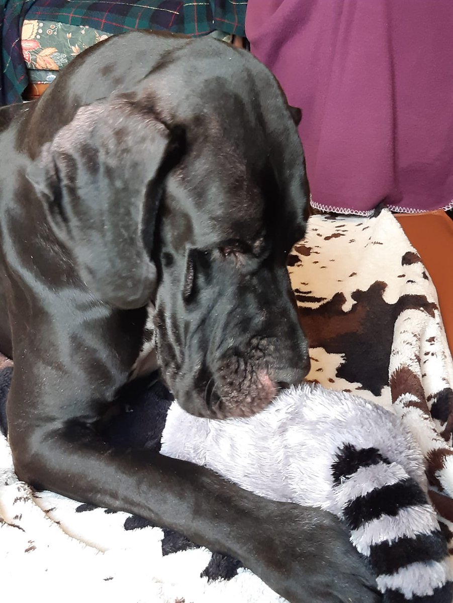 MariejoFetsch's tweet photo. Un nouveau compagnon est entré dans ma vie. https://t.co/1Ehgs77tCl