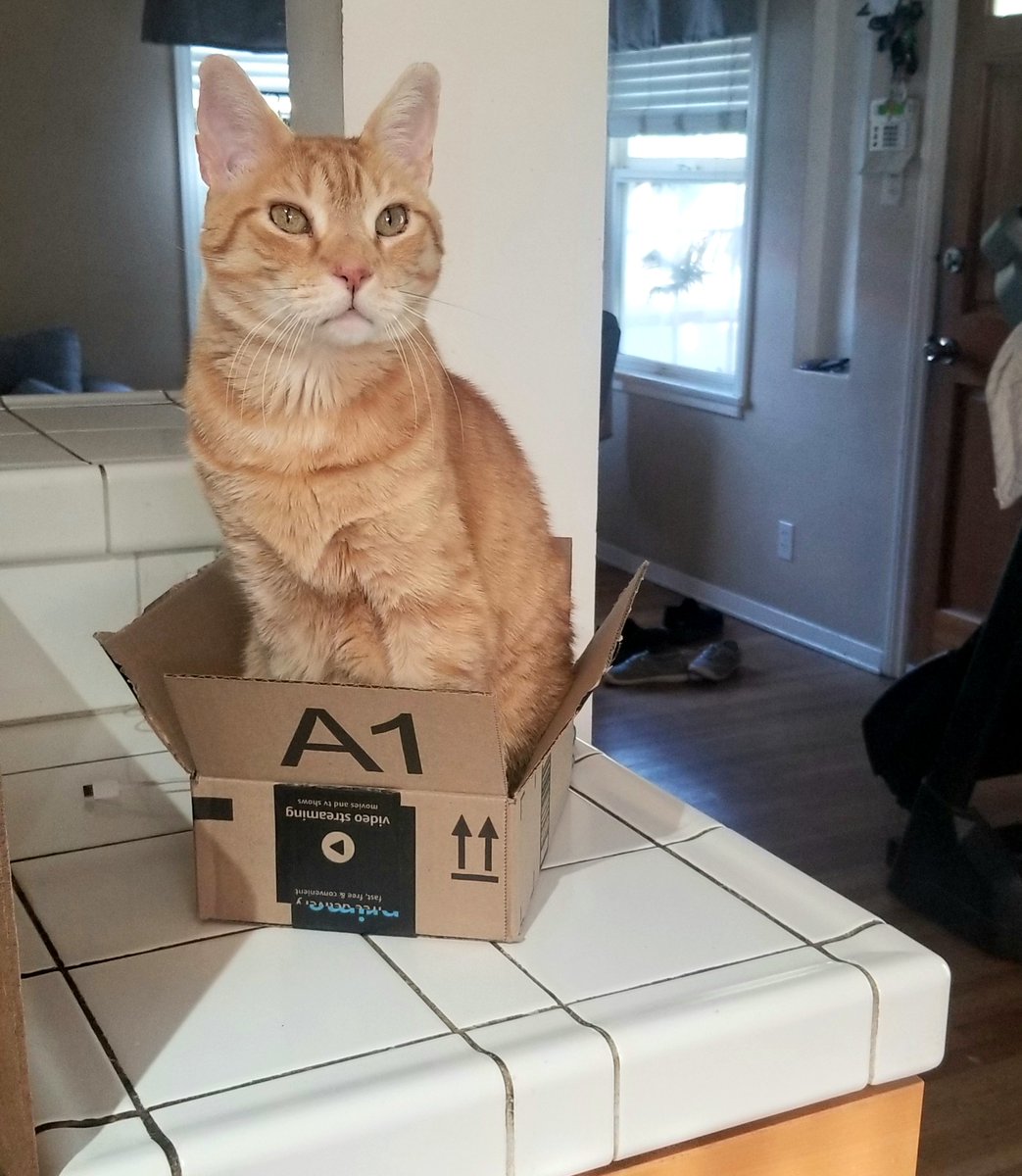 FelineYogi's tweet photo. Boxes are so zen!
Happy Caturday all! #caturday #CatsOfTwitter https://t.co/8npofbmb53