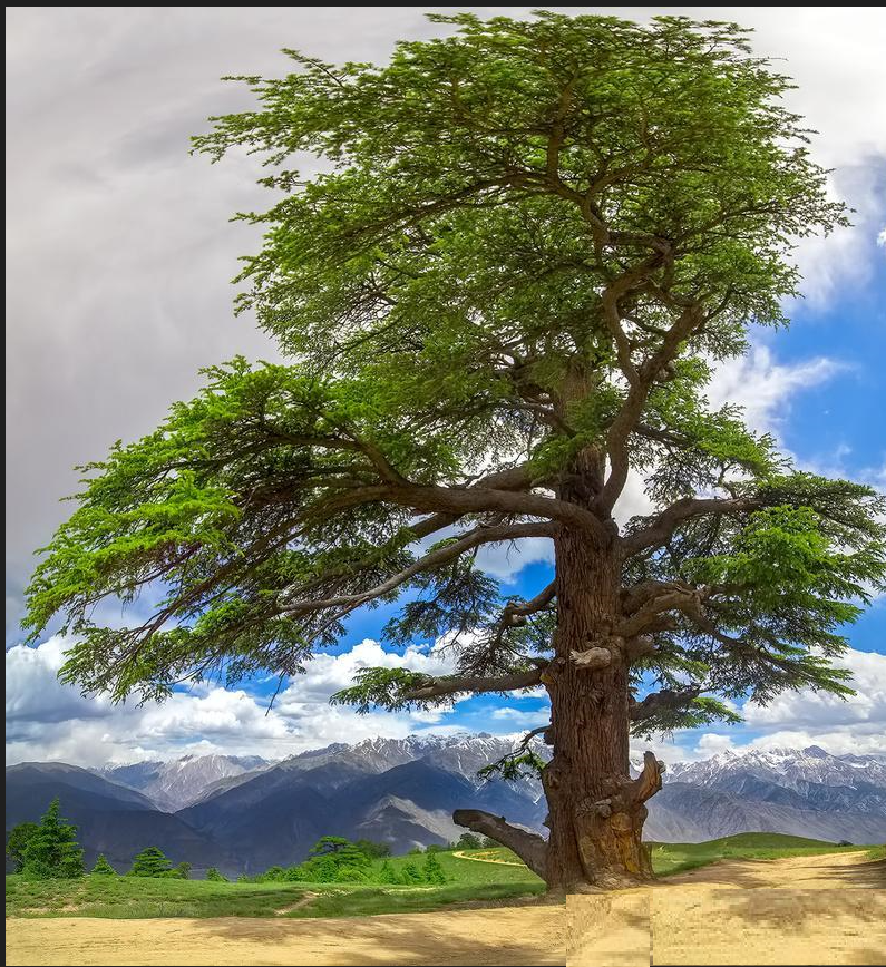 AjazNtfp's tweet photo. Did you know that the Himalayan Deodar is the national tree of Pakistan? Its majestic beauty and rich cultural significance make it a symbol of pride for the country. Let's protect and cherish this natural treasure for generations to come! 🌳🇵🇰 #HimalayanDeodar #NationalTree https://t.co/LXKUc6voxD