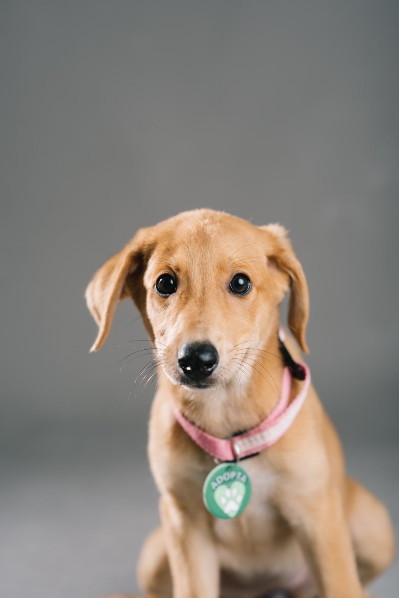AdoptaHuellas's tweet photo. Almendra busca un hogar definitivo 💕

Hembra de 2 meses, desparasitada, pipeteada y con la primera vacuna. Súper juguetona y activa. Será tamaño mediana/grande! 
Zárate, Bs As. https://t.co/wLUvA0BCsx