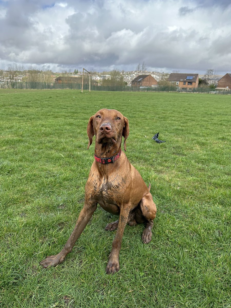 grace_jenkins's tweet image. Get a Vizsla they said😂🐾 #muddypaws