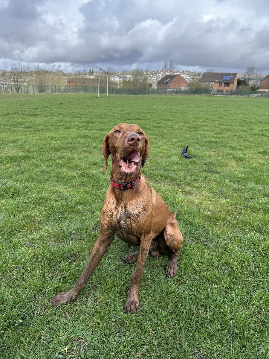 grace_jenkins's tweet image. Get a Vizsla they said😂🐾 #muddypaws