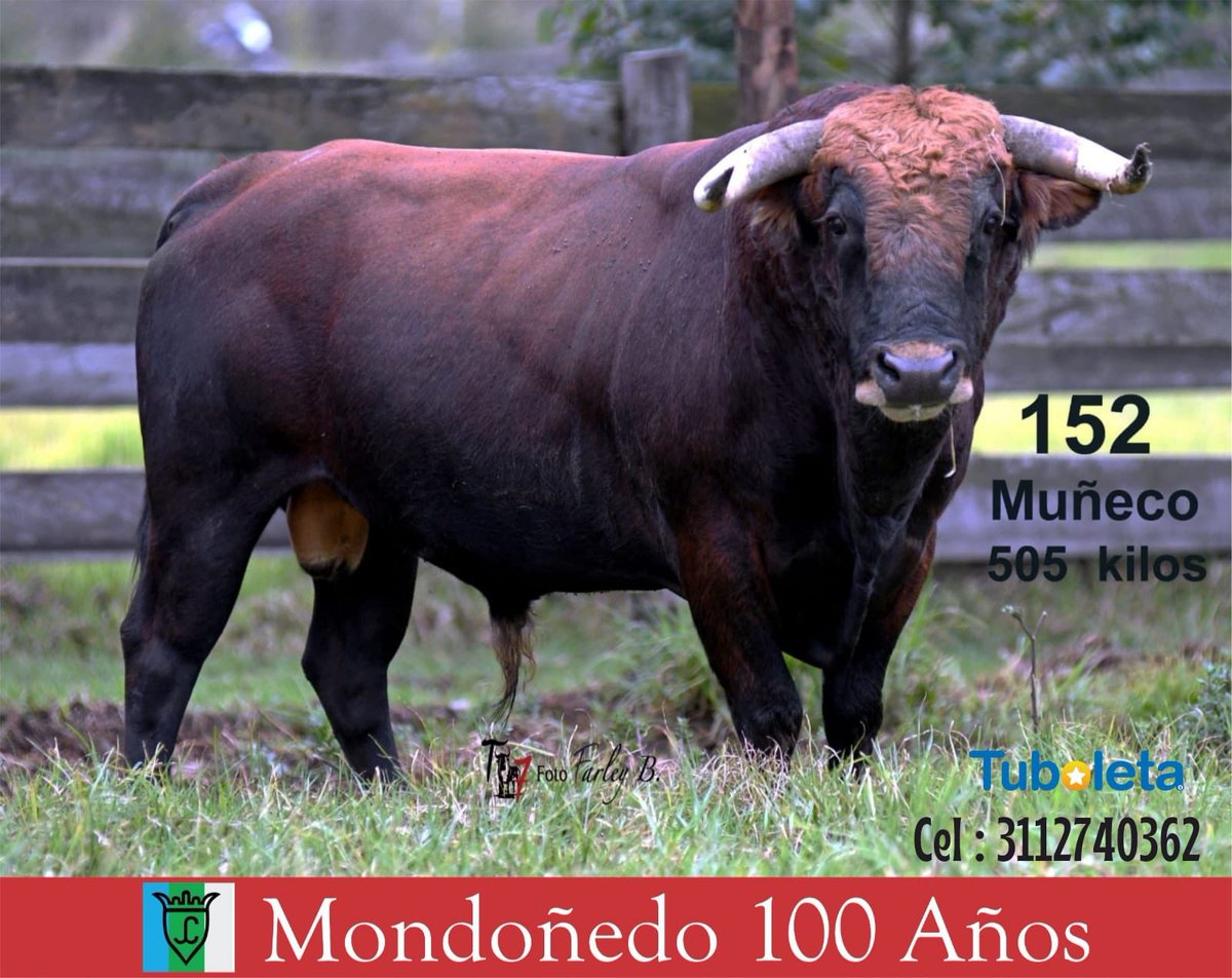 🟣 Este es el lote de Mondoñedo para esta tarde:

➡️ Nº 157. Bilbaíno.
➡️ Nº 61. Cancionero.
➡️ Nº 152. Muñeco.