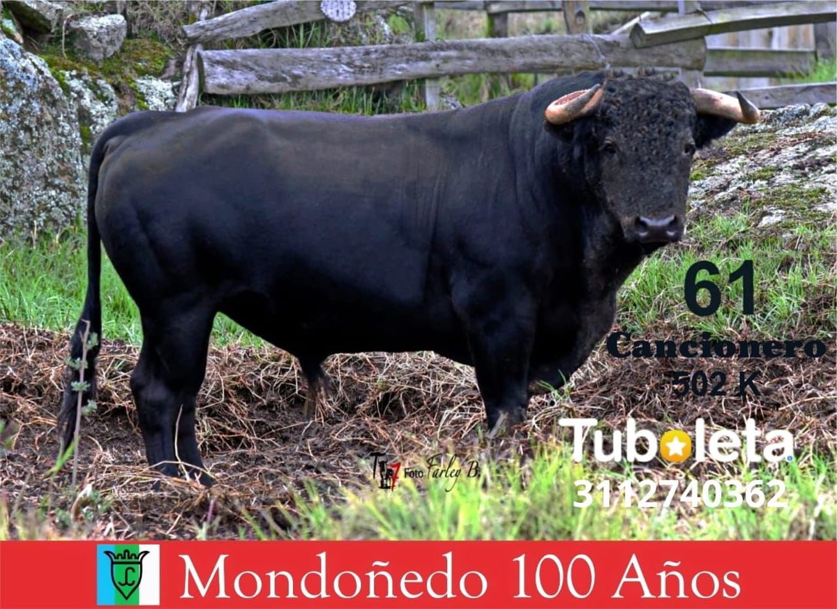 JuandeCastilla's tweet photo. 🟣 Este es el lote de Mondoñedo para esta tarde:

➡️ Nº 157. Bilbaíno.
➡️ Nº 61. Cancionero.
➡️ Nº 152. Muñeco. https://t.co/rllbLVmIyb