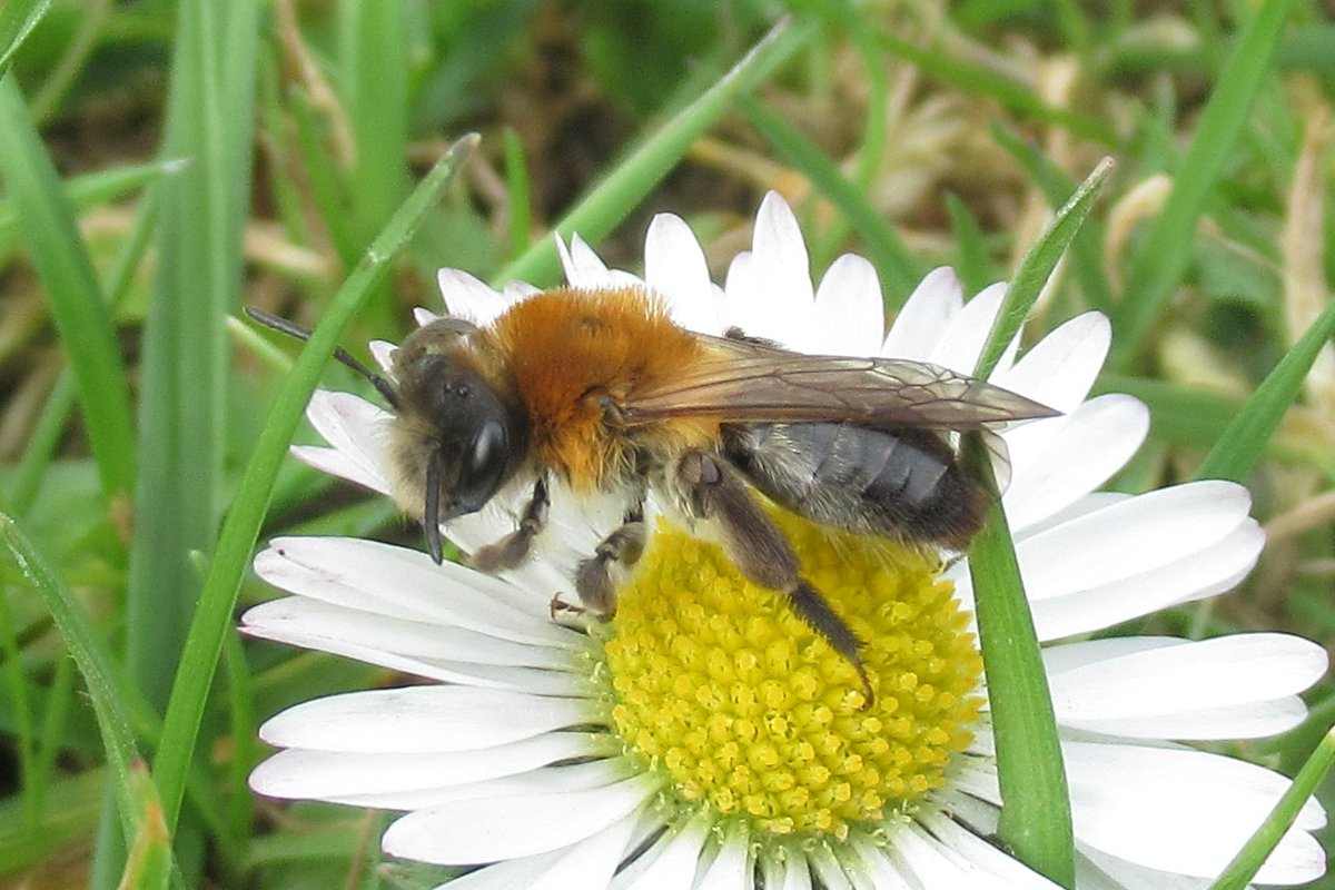 jewels_andrew's tweet photo. A female Grey-patched Mining Bee (Andrena nitida) at Fishers Green, Essex yesterday. #LeeValleyWildlife #BritishBees https://t.co/myCAFiaGT2