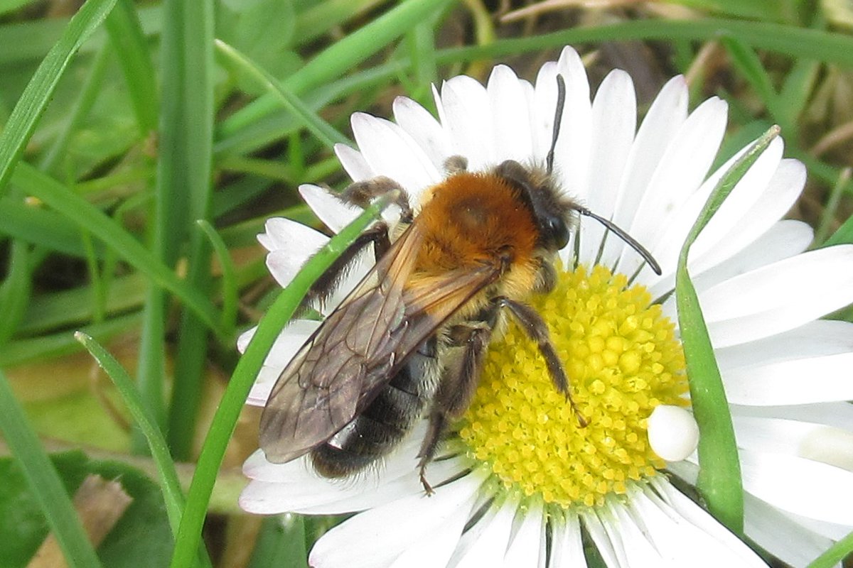 jewels_andrew's tweet photo. A female Grey-patched Mining Bee (Andrena nitida) at Fishers Green, Essex yesterday. #LeeValleyWildlife #BritishBees https://t.co/myCAFiaGT2