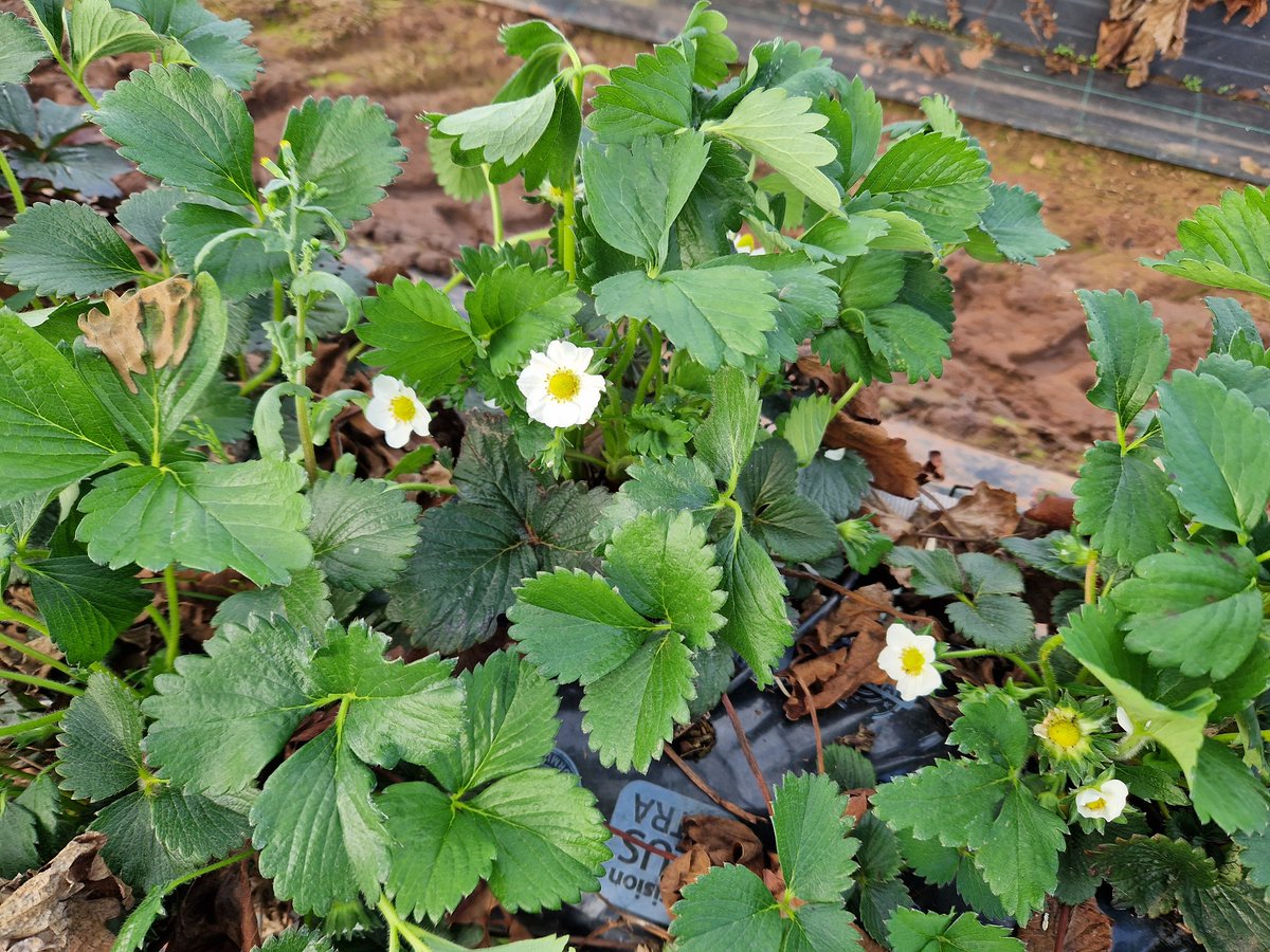 Manor Farm Fruits tweet media