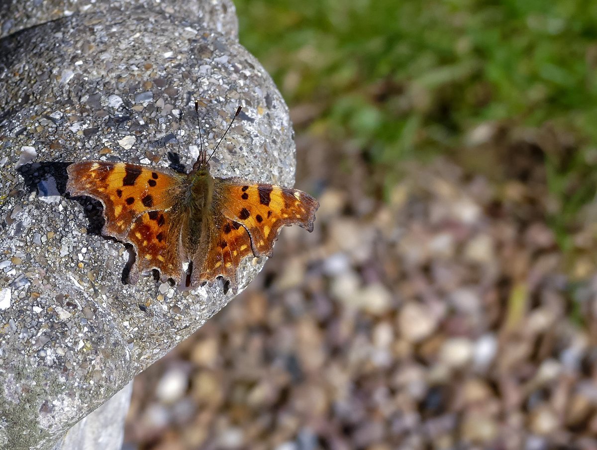 Steve Robinson tweet media