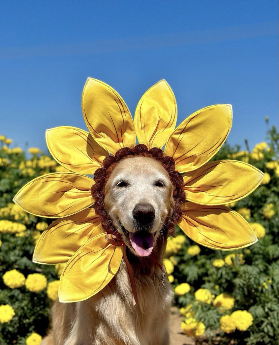 We only rate dogs. This is clearly a very happy sunflower. We hope their days are filled with nothing but joy and sunshine, but please only send dogs... Thank you. 14/10 #SeniorPupSaturday