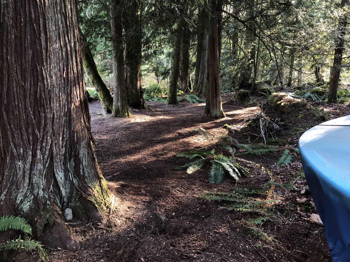 The start of “parking out” a bit of our cedar forest into our very own lovely park. Leaves and branches removed on a sunny Spring-teaser day. Snow this morning!
