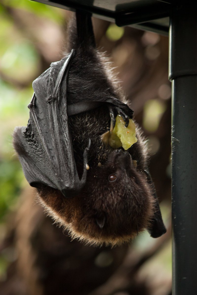 Happy #Baturday! Let’s talk about the Rodrigues flying fox (Pteropus rodricensis): instagram.com/p/CqOC0gqL4qH/

Photo: K. Terwolbeck