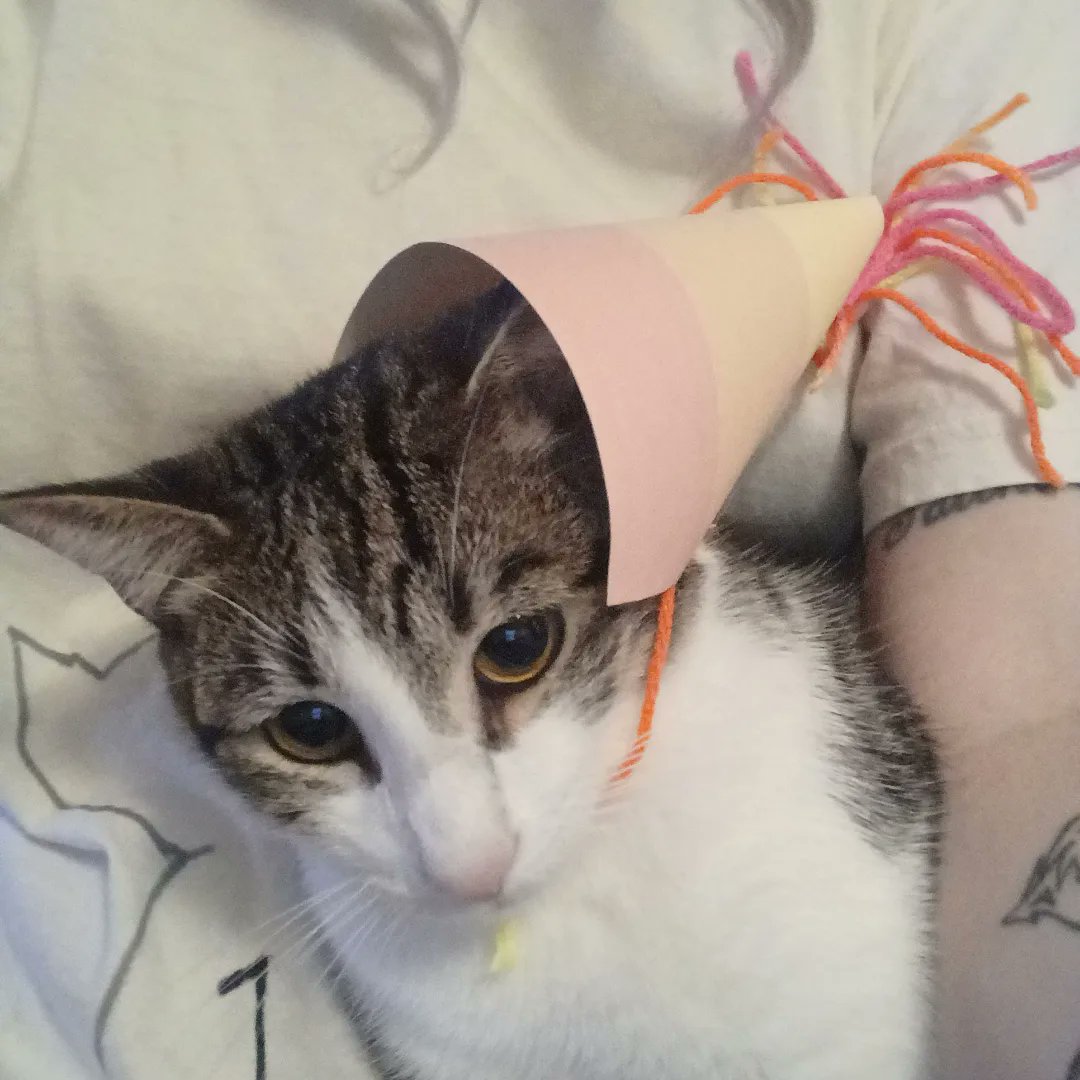 aimeeannbooks's tweet photo. Ahhhhh, it's happening!!! Shanghai's and Kousei's birthday pawty stream is live right MEOW! Some of us have been soo excited we hardly slept! So come join in all the fun this inst-HISS at https://t.co/VsrqGHcjMM 🍑
#CatsOfTwitter #catstreamer #smallstreamer #smallyoutuber https://t.co/kM6Ni2gKpt