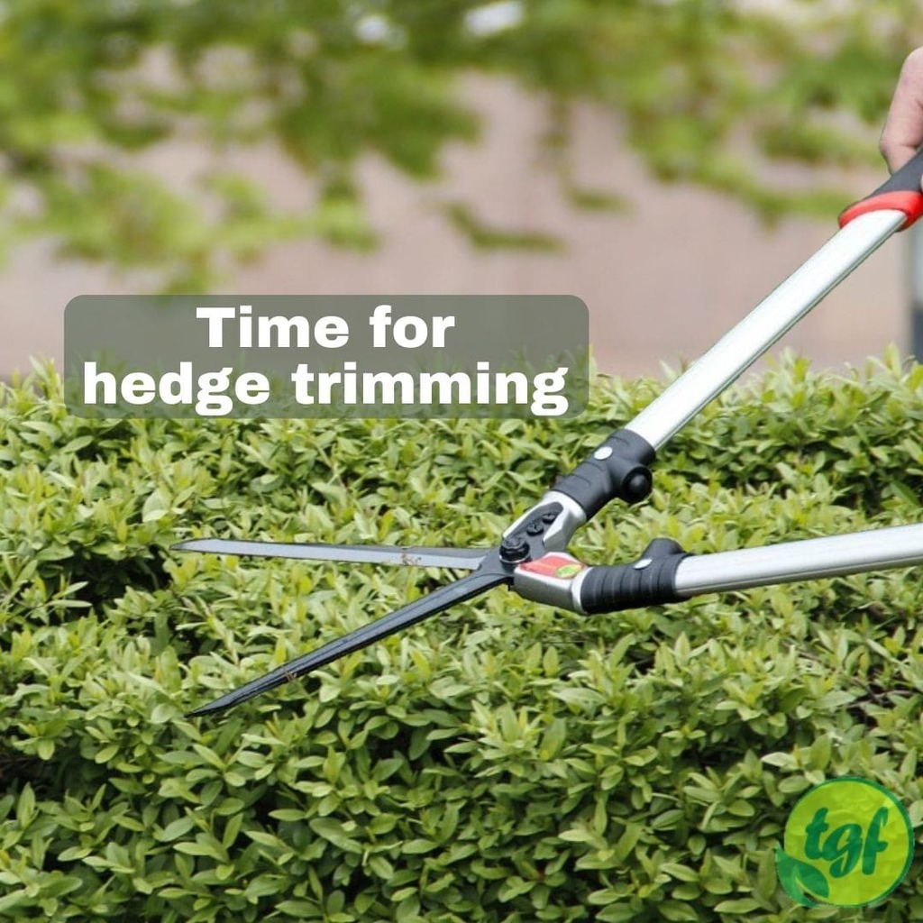(Tumblr ift.tt/m0eZE8l) Time for hedge trimming.⁠
⁠
Buy TGF hedge shears here: amzn.to/2JTjLbj tgfproducts.com ⁠
⁠
#pruning #gardening #thegardenersfriends #tgfproducts #prune #hedgeshears #hedgetrimming #hedgetrimmer #planthealth #whentoprune #pru…