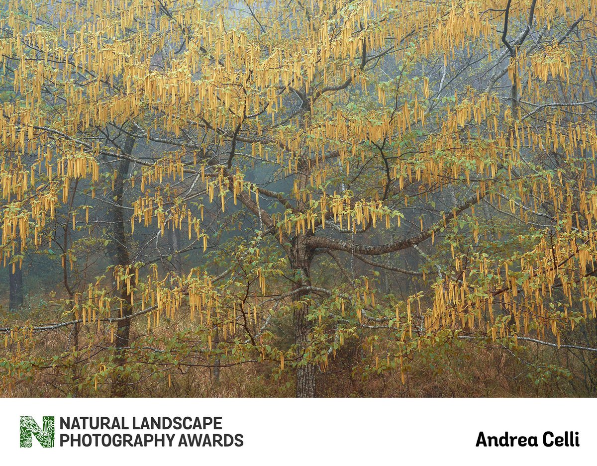 natlandawards's tweet photo. Photographer Andrea Celli entered this fascinating image to NLPA last year in our Intimate Landscapes category. Andrea is a very talented photographer and we love seeing their work. Keep up the great photos, @AndreCelliPhoto https://t.co/zvLrUquUDP