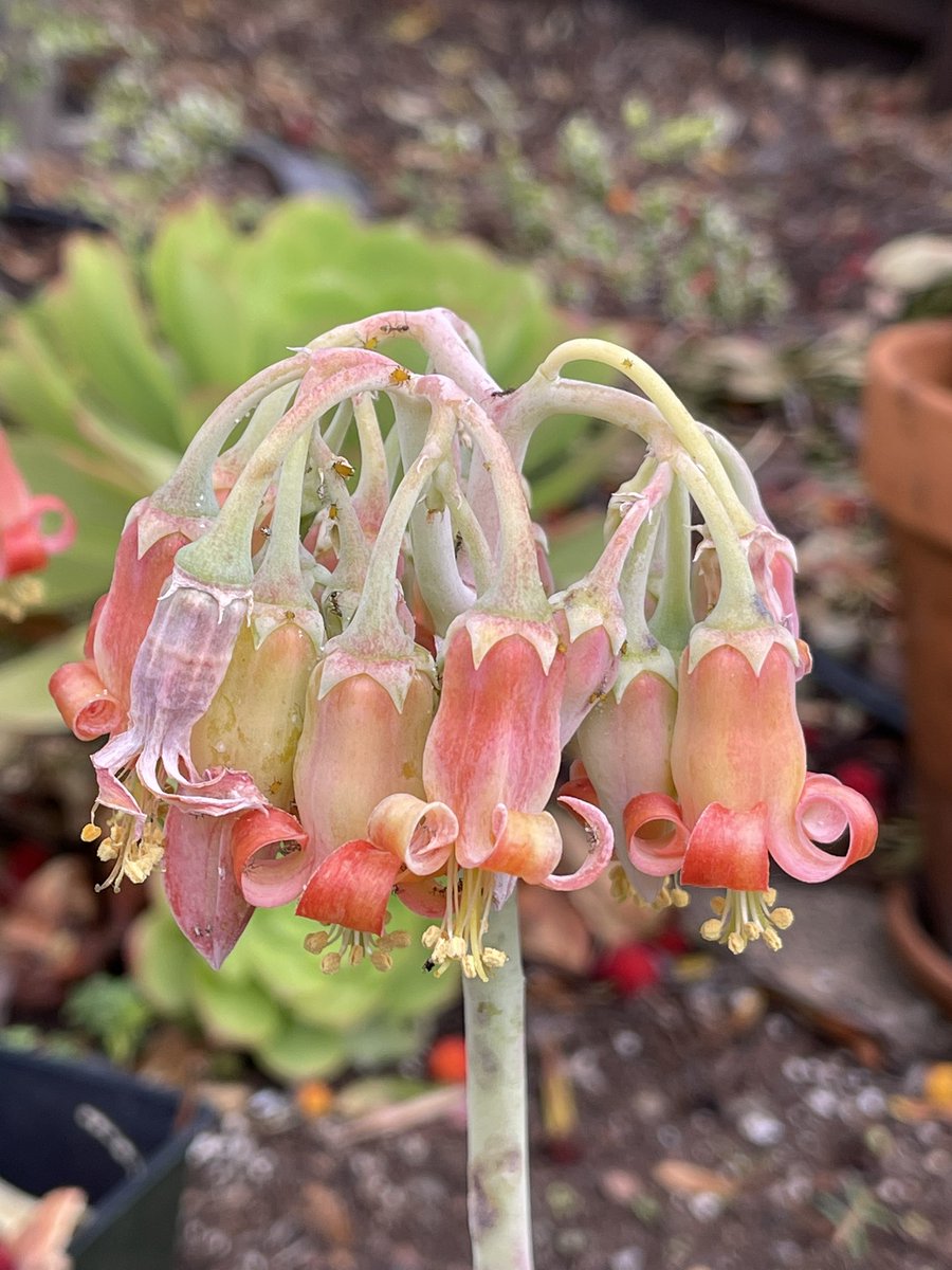 ruben_corella's tweet photo. #garden #gardening #spring #Springishere #primaverando #printemps #flor #fleur #jardin #fiore #flower #nature #NaturePhotograhpy #flowerpower https://t.co/71NTVncLa6