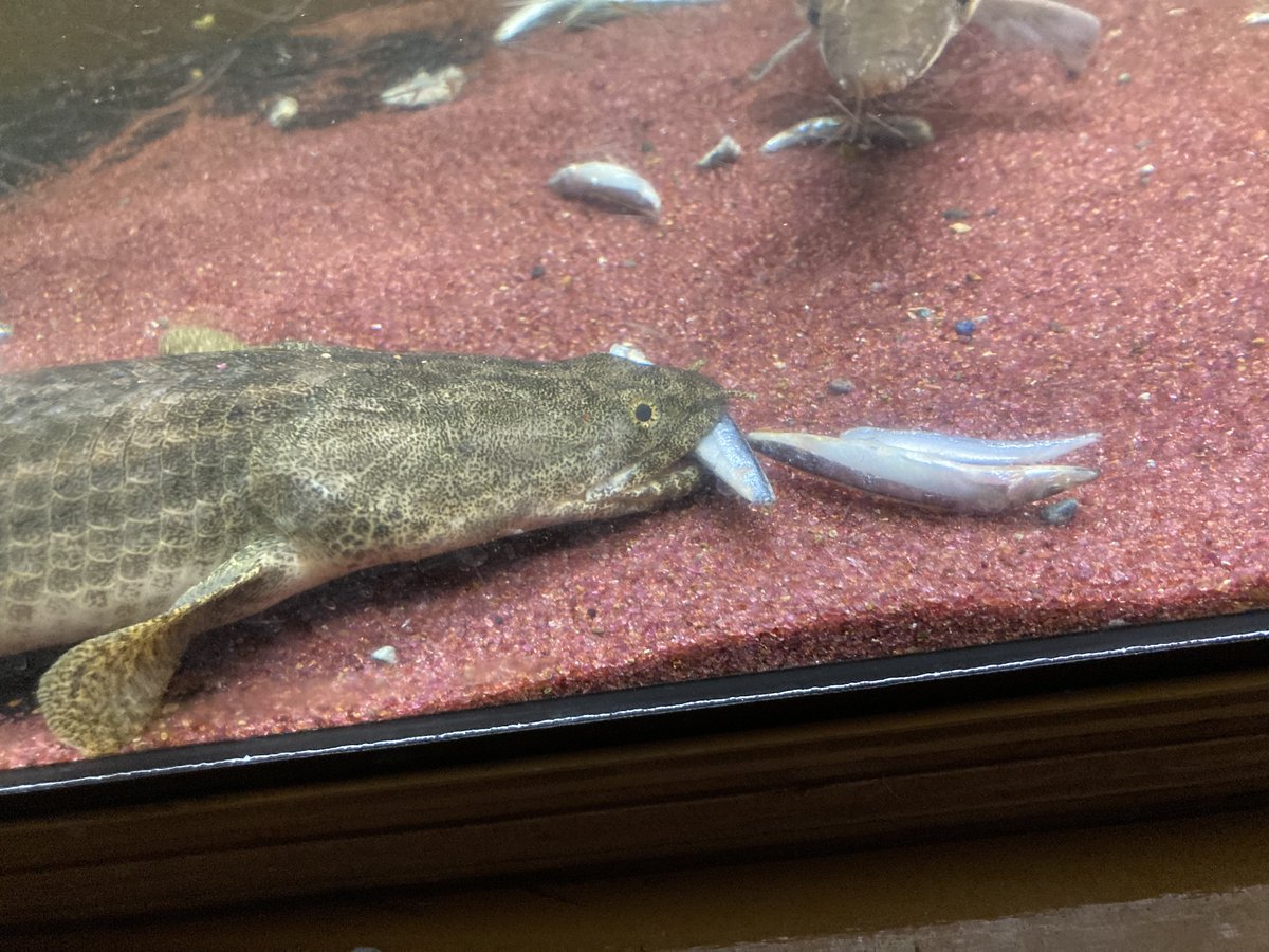 chille_912's tweet image. #polypterus
