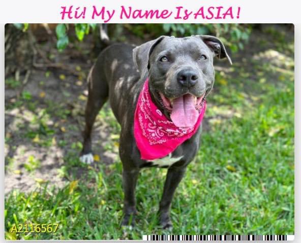 JoanEarls4's tweet photo. ‼️‼️PALM BEACH Asia #A2116567 Needs Urgent Rescue by Wed. 03/29.
If you are interested in fostering or adopting please contact PBC-ACC-Rescue-Request@pbcgov.org ❗️
#palmbeachcounty #PBCACC #urgentfoster #adoptpalmbeachcounty #housetrained https://t.co/PnXOzv9RlN