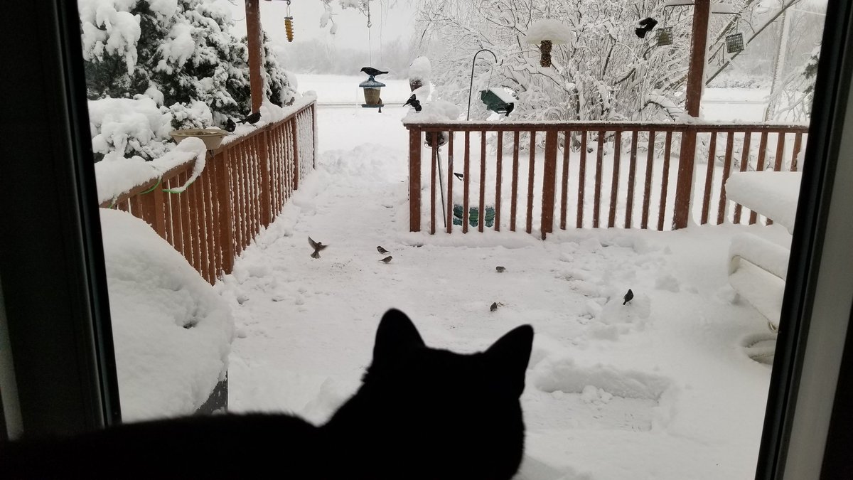 vintagepix's tweet photo. #Caturday report: #Spring in #Wisconsin! ☃️ By the time I cleared snow off the set of #BirdfeederTV this morning, it was all white again. But the Ninja enjoyed the morning show of sparrows, juncos, finches, and red-winged blackbirds.
#CatsOfTwitter #BlackCat #SpoiledCat #wiwx https://t.co/gRpZIfDq2s