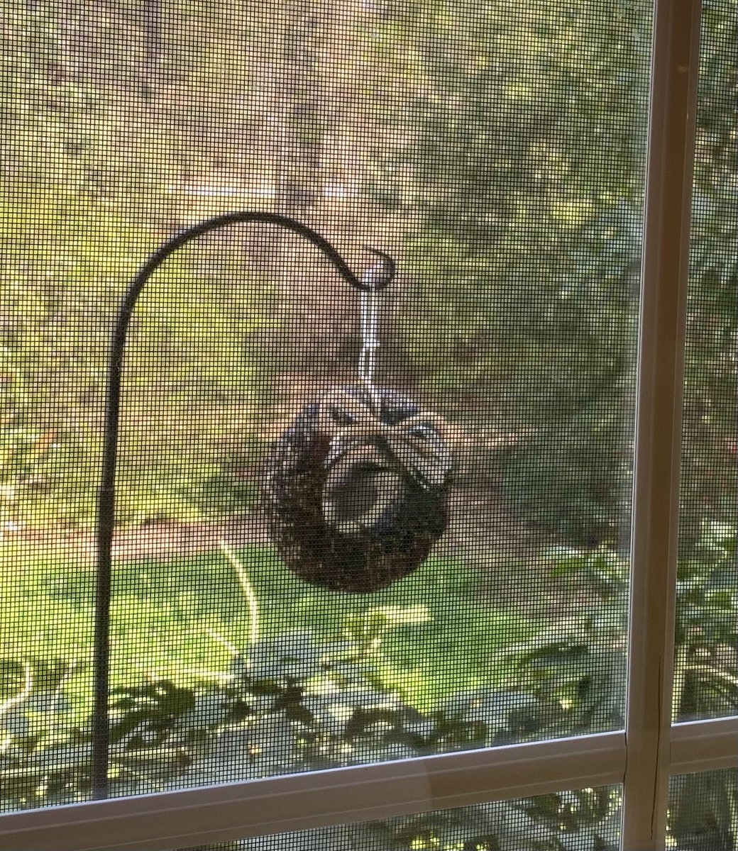 Darlene2Brown's tweet photo. Got our #mitchellhardware bird feeder up from Christmas! Running behind, but just in time for the birds of spring!
An Ode
Spring has sprung, the grass is grizz,
I wonder where the flowers is?
Birds on wings, but ain’t that absurd?
I thought the wings were on the bird! https://t.co/L1Y7hy12An