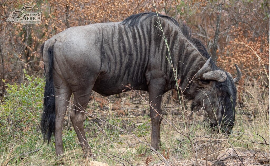 SOASafaris's tweet photo. A great close-up of this wildebeest's coat shows just why these southern African species are called the Brindled Gnu! Kruger National Park, South Africa.
Pic by Toby Brown of Sights Of Africa
https://t.co/8iZO95OH5z
.
#sightsofafrica #Safari #Africa #af… https://t.co/A6vkkYqro7 https://t.co/Kj6utXE374