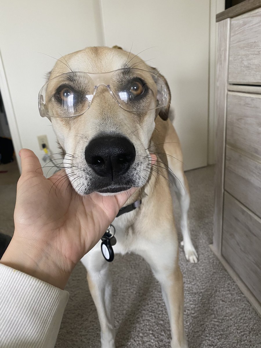 HannahPichman's tweet photo. @dog_rates Safety first! 👩‍🔬 https://t.co/cdrq81OULz