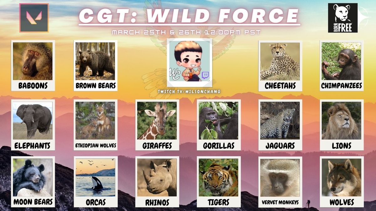 _WilsonChang's tweet photo. 🚨IT'S CGT DAY!🚨

Come watch 16 teams (80 people) compete in a friendly and competitive charity &amp; Valorant tournament event! 

Matches start at 12PM PST.
Stream will start early at least 30 min before.

Good luck to everyone and have fun! 🔥❤️😋

ttv/wilsonchang https://t.co/VpZSdfYQGb