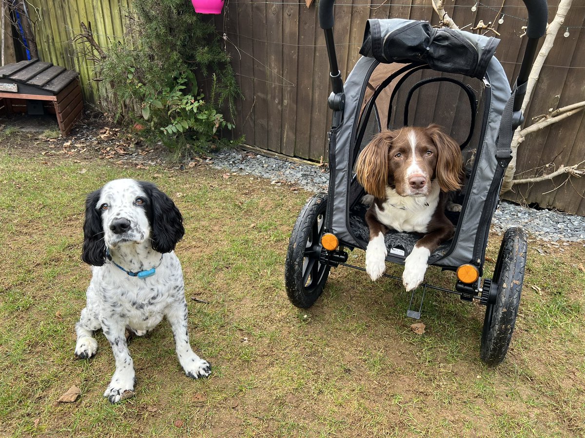 Our little business @k9wagons is now on Twitter! Helping dogs with mobility problems or who can’t walk as far as they (or their humans) would like!