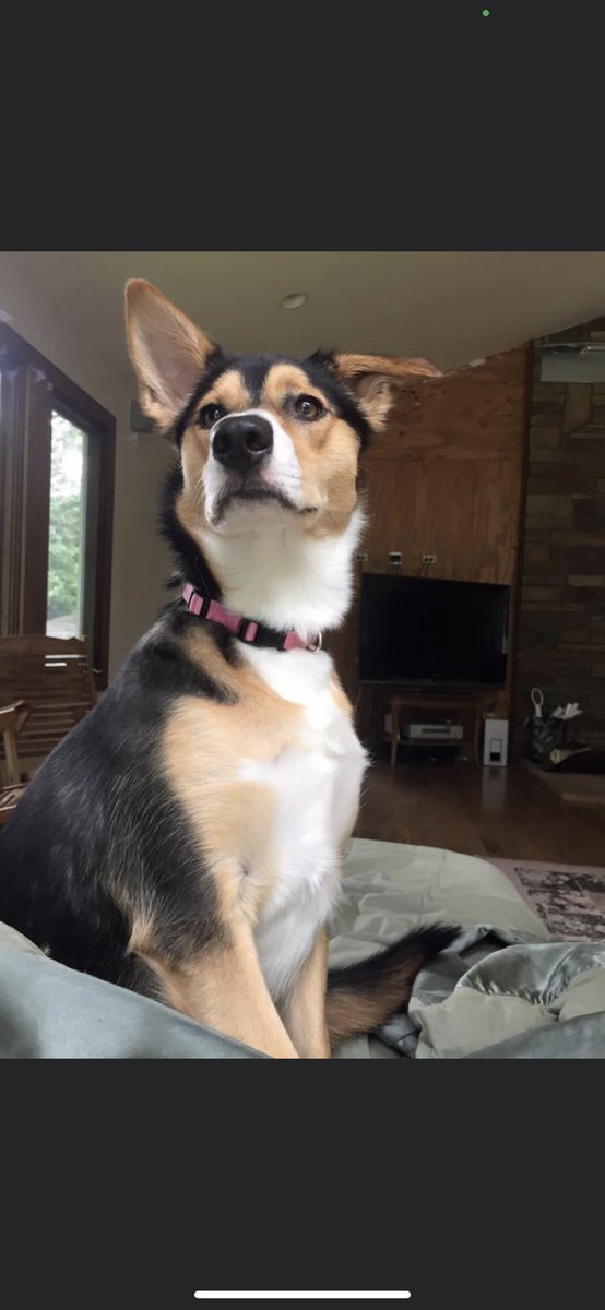 HannahPichman's tweet photo. @dog_rates This is Penny. Penny crossed the rainbow bridge in 2015 after losing her battle to cancer. She was a three-legged fighter. She was only one year old. https://t.co/TuweCPkbcm