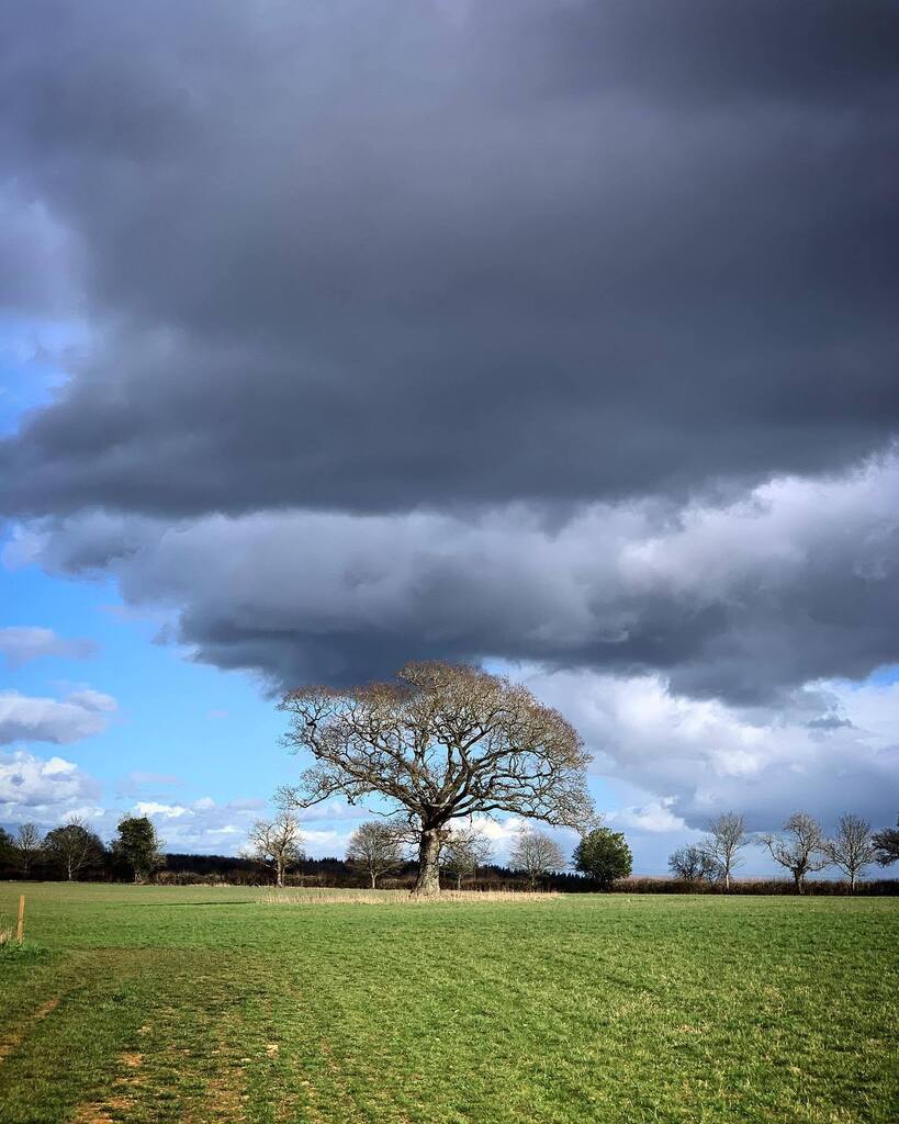 Tree touching sky. instagr.am/p/CqOC43wNRgj/