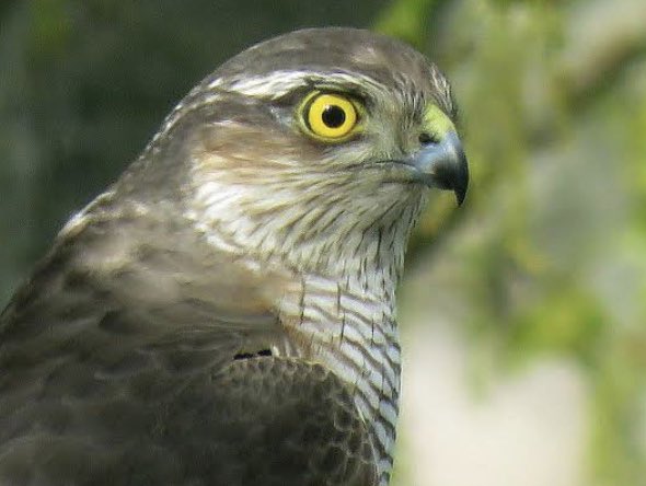 Bu gece 21:00 TRT Belgesel - Arhavi Atmaca Hikayesi- Kardesimiz KovboyKazım’a selamlar 😊👋🏻