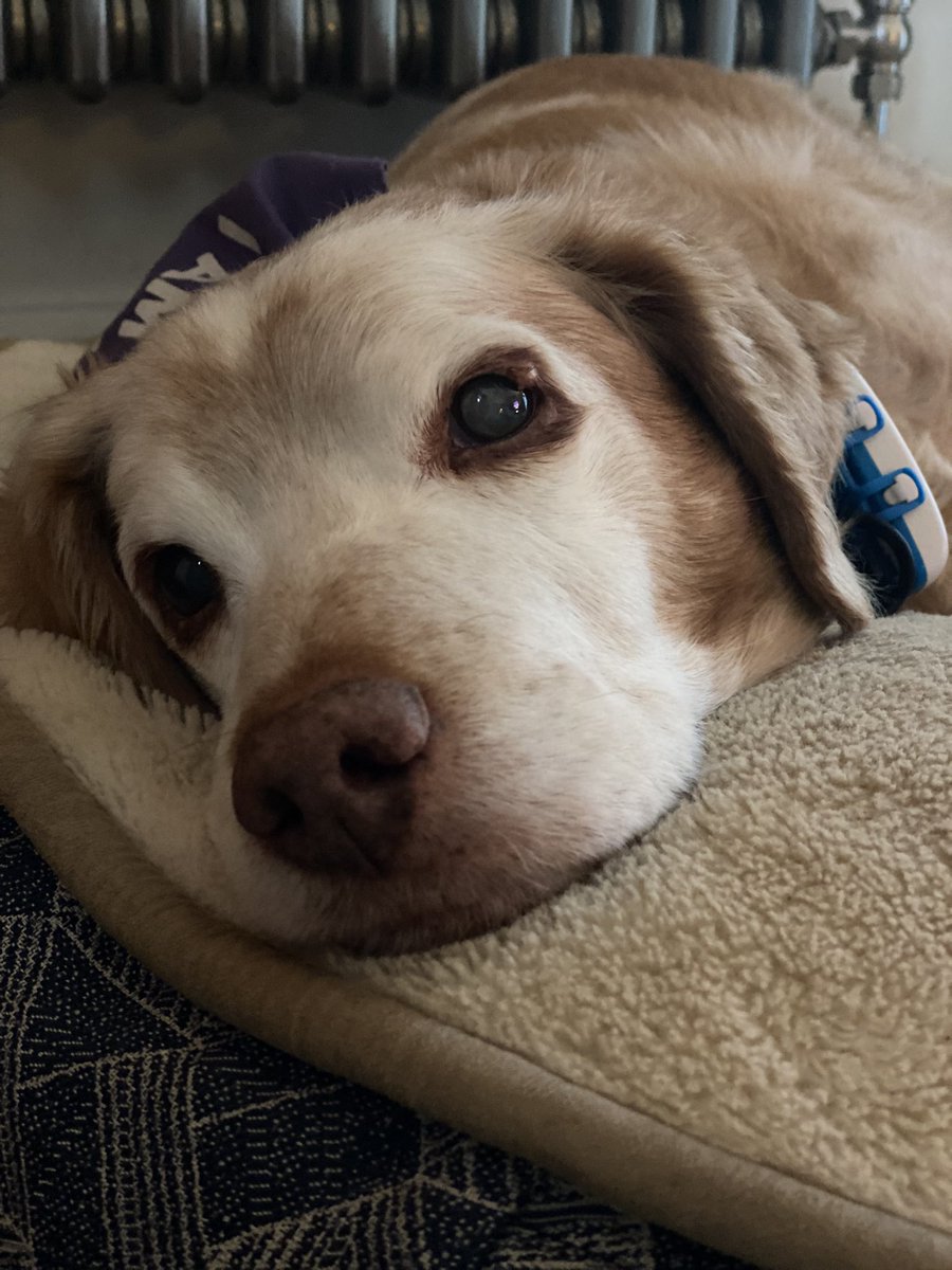 SpanielsSuper's tweet photo. @madcap_max 
Just lying dreaming of my beautiful Iris on #SeniorPupSaturday #RonnieLovesIris #BeautifulBretons #AdoptDontShop https://t.co/kQKsXJdvMk