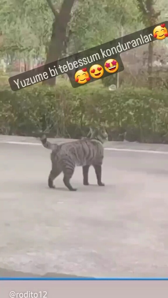 SevimliDostum's tweet photo. şebbekler sizii :) https://t.co/z0Z7Oh8yW0