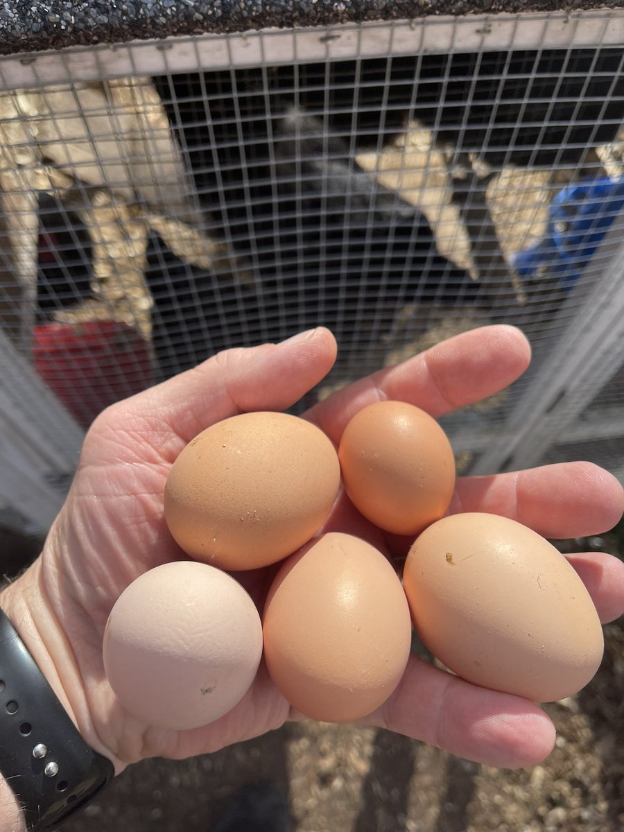 Got this weird little tiny egg yesterday from the chicks…first time that’s happened…
#BackyardChickens #CoopLife #ChickenDad #FreshEggs