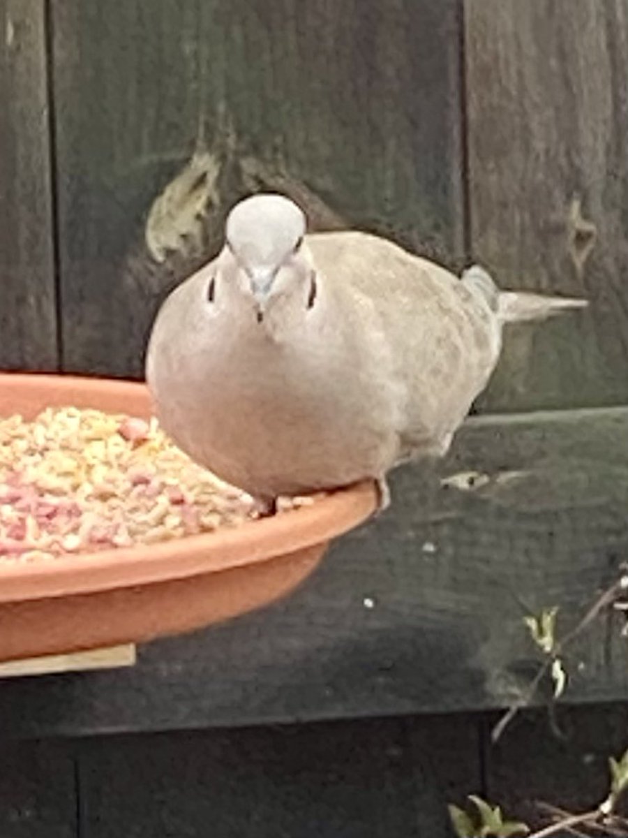 SpanielsSuper's tweet photo. The pigeon is trying to pretend he hasn’t seen the collared dove…. The dove is daring it to turn around…..
These doves are feisty 🤣🤣
Pigeon flew away, doves ate their fill
#BirdFeederBattles #DovesWon https://t.co/aukNG6Babs