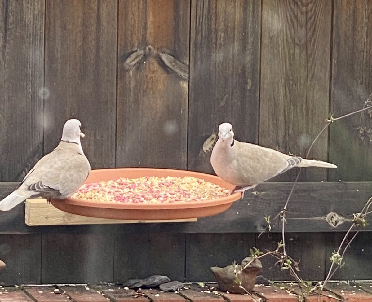 SpanielsSuper's tweet photo. The pigeon is trying to pretend he hasn’t seen the collared dove…. The dove is daring it to turn around…..
These doves are feisty 🤣🤣
Pigeon flew away, doves ate their fill
#BirdFeederBattles #DovesWon https://t.co/aukNG6Babs