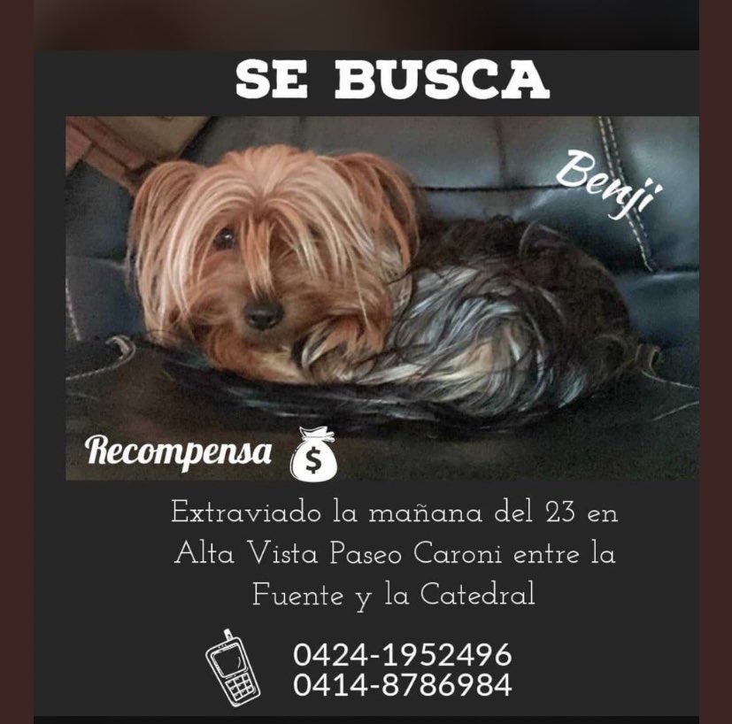 PableOstos's tweet photo. #CiudadGuayana | Ayuden a Benji a volver a casa: https://t.co/07Y1HYmzkS