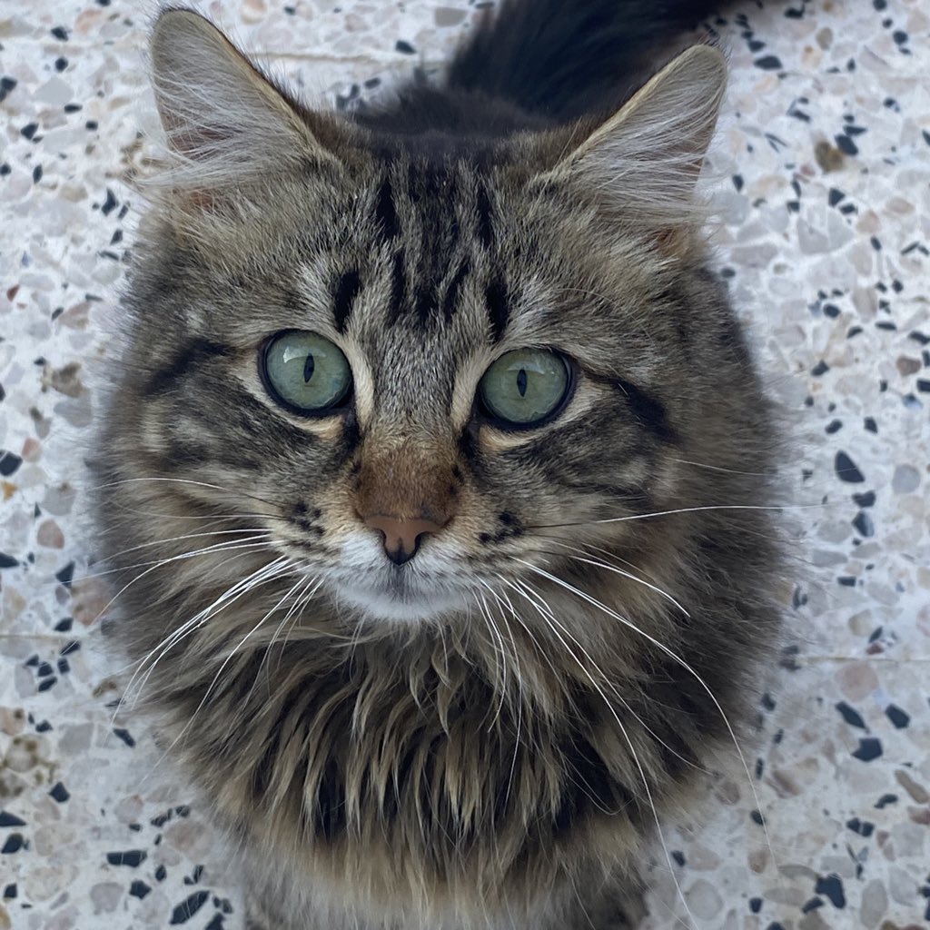 Sumaiiiiii's tweet photo. mon cœur ♥️ https://t.co/Nxc4tXRLGI