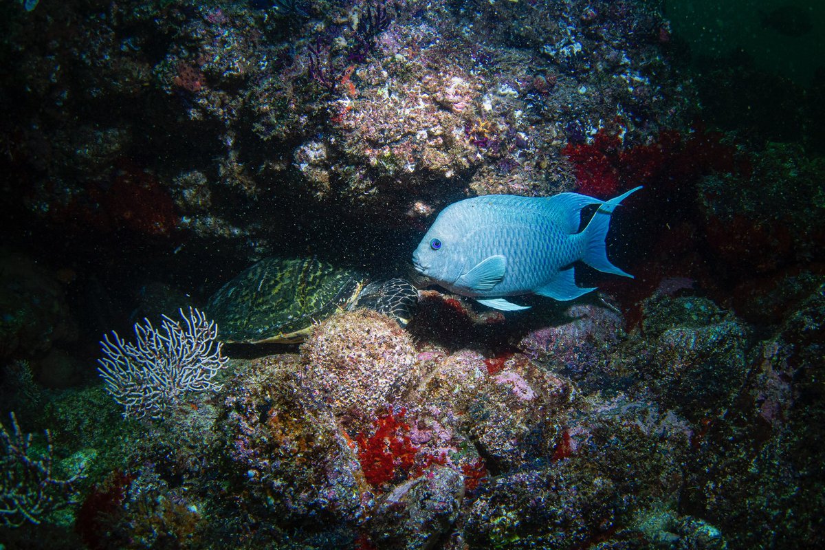 BanderasScuba's tweet photo. A damsel(fish) looking blue and a hidden fellow
Los Arcos March 23
#Banderasscubarepublic #PVPADI #pvscubadiving #PuertoVallarta
 #PADIPV
#SCUBADIVINGPUERTOVALLARTA
#SCUBADIVING 
#PUERTOVALLARTASCUBADIVING 
#PADI 
#SCUBAPUERTOVALLARTA 
#PUERTOVALLARTADIVING 
#SCUBAPUERTOVALLARTA https://t.co/VdLTnQk1Yh