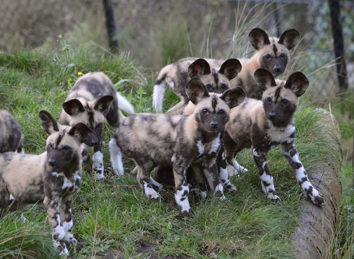 MstSafaris's tweet photo. https://t.co/qVjIfDt4FO